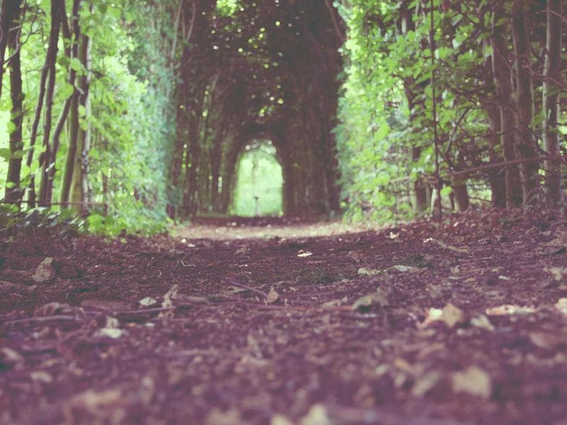 Jim Corbett National Park