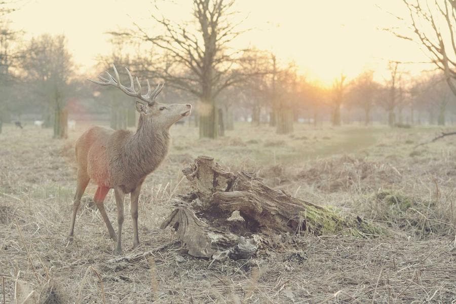 Jim Corbett Wildlife Safari Break
