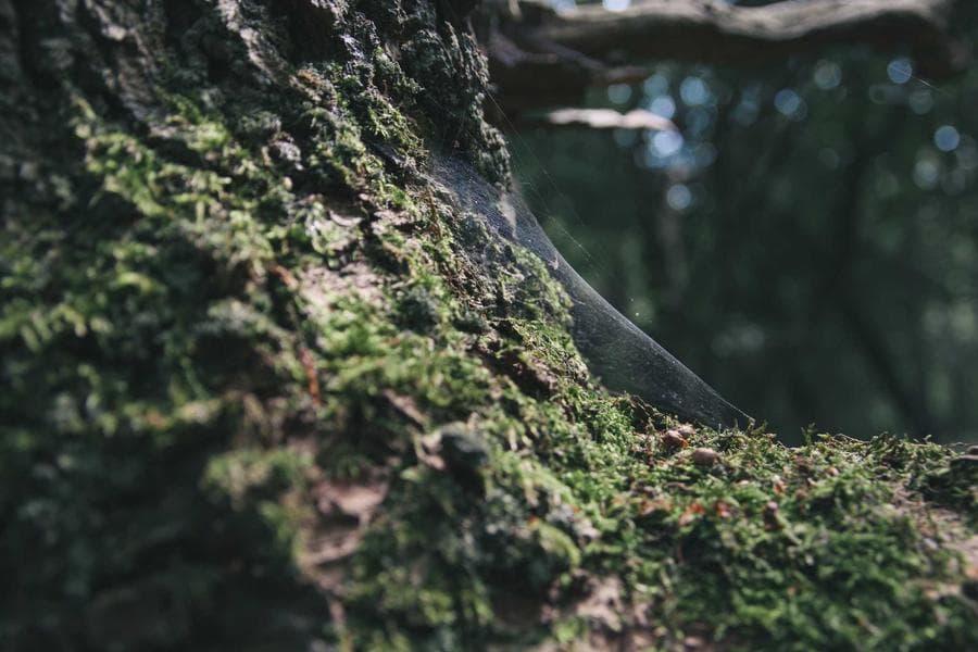 Ooty–Wayanad Nilgiri Hill Trail